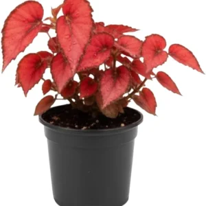 Live Begonia Plant - White Polka Dot Foliage Houseplant, 4-8