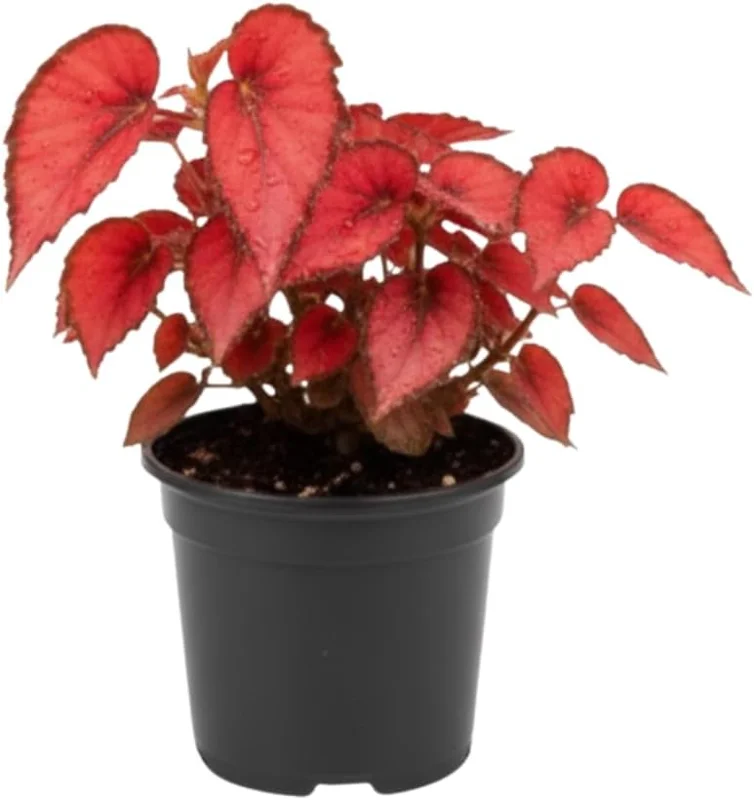 Live Begonia Plant - White Polka Dot Foliage Houseplant, 4-8" Tall, Indoor/Outdoor - Image 1