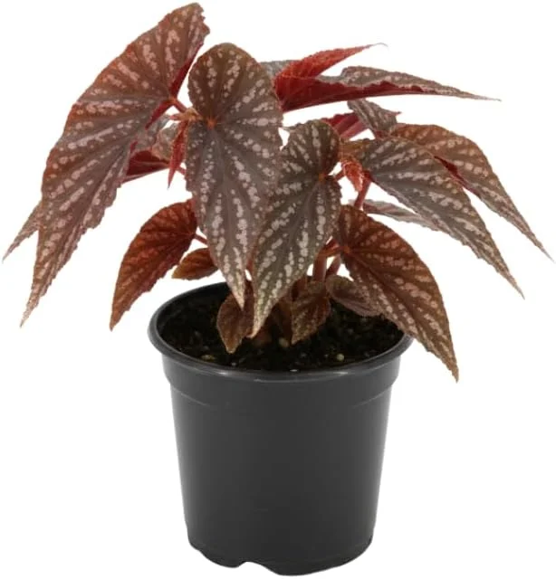 Live Begonia Plant - White Polka Dot Foliage Houseplant, 4-8" Tall, Indoor/Outdoor - Image 5