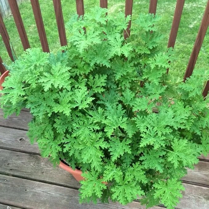 Live Citronella Plant 4 Inch Potted - Fragrant Herb for Outdoor & Indoor - Image 2