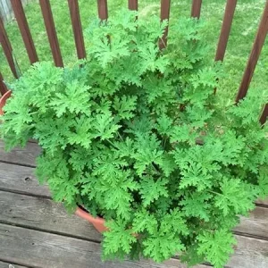 Live Citronella Plant 4 Inch Potted - Fragrant Herb for Outdoor & Indoor - Image 1