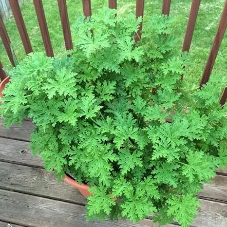 Live Citronella Plant 4 Inch Potted - Fragrant Herb for Outdoor & Indoor - Image 6