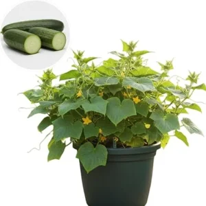 Live Cucumber Plants for Planting - Set of 2, 4-inch Pots, Green, Vegetable - Image 4