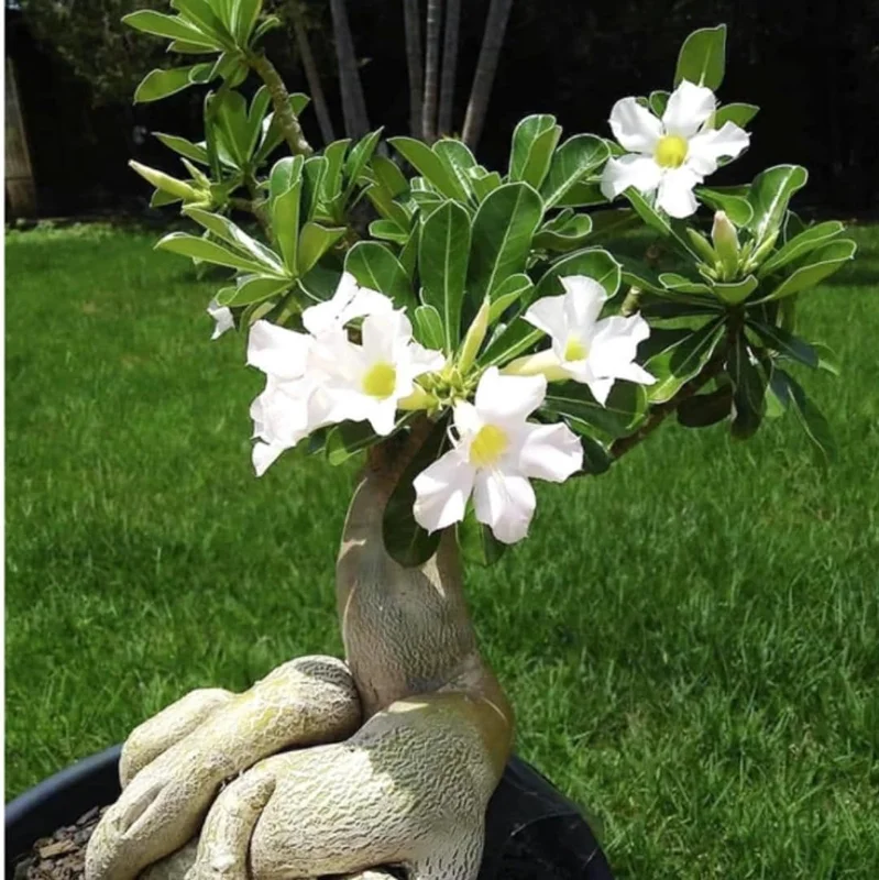 Live Desert Rose Plant Adenium Obesum Bush 4-7 Inches Tall Red Indoor Outdoor - Image 2