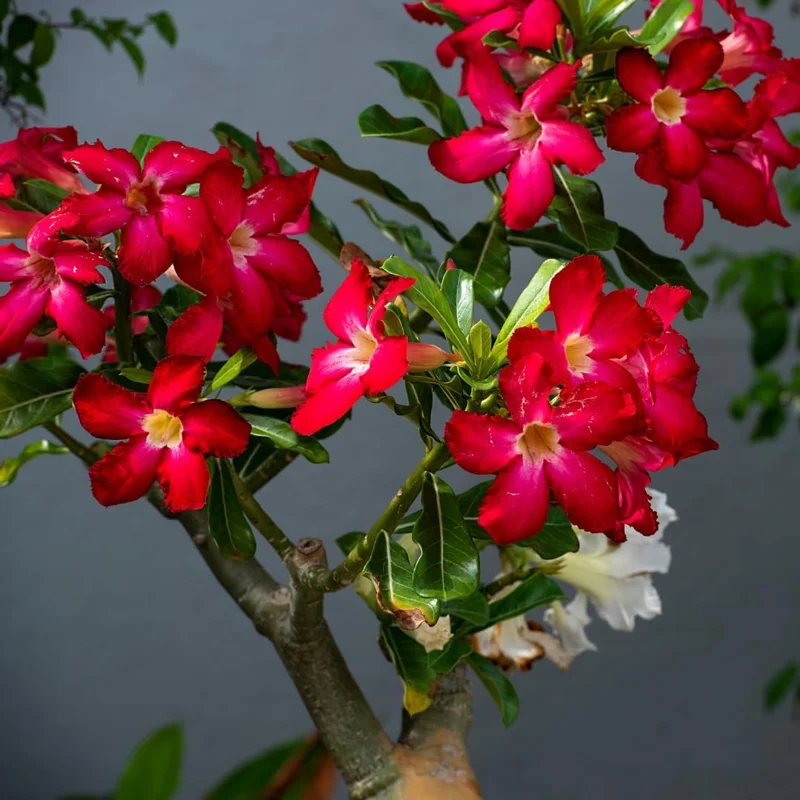 Live Desert Rose Plant Adenium Obesum Bush 4-7 Inches Tall Red Indoor Outdoor - Image 1