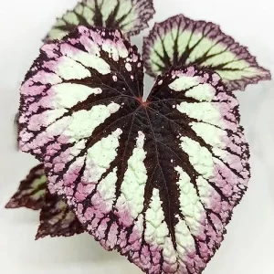 Live Fire Woman Begonia Plant – Rex Begonia – 5-7 Inch Tall Houseplant - Image 4