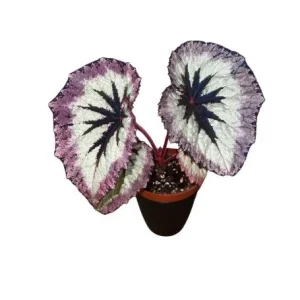 Live Fire Woman Begonia Plant – Rex Begonia – 5-7 Inch Tall Houseplant - Image 5