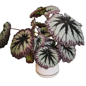 Live Fire Woman Begonia Plant – Rex Begonia – 5-7 Inch Tall Houseplant - Image 7