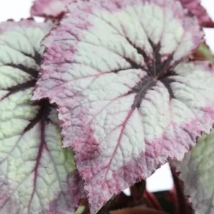 Live Fire Woman Begonia Plant – Rex Begonia – 5-7 Inch Tall Houseplant - Image 9