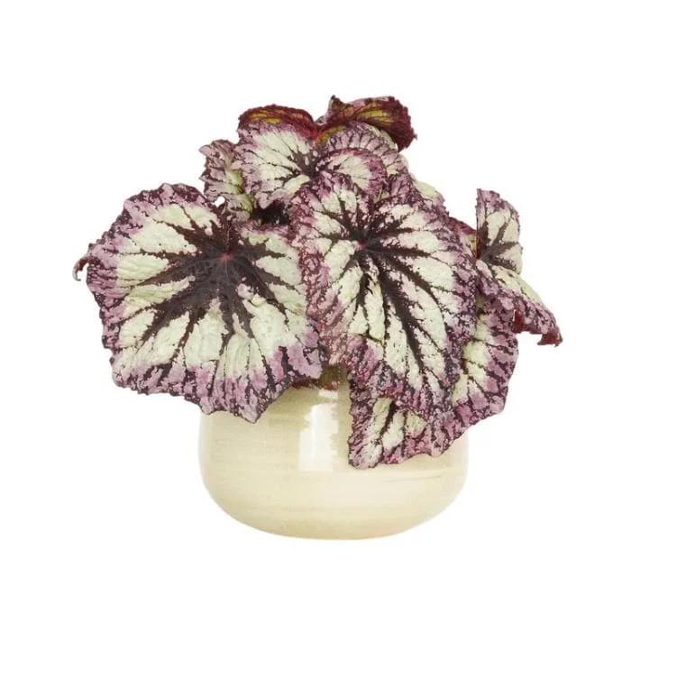 Live Fire Woman Begonia Plant – Rex Begonia – 5-7 Inch Tall Houseplant - Image 1