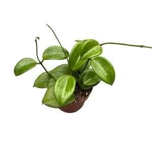 Live Hoya Quinquenervia Plant – Wax Vine – Sweet Fragrant Yellow Flowers – 5-8 Inch Tall Houseplant - Image 3