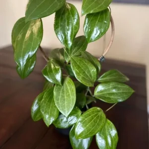 Live Hoya Quinquenervia Plant – Wax Vine – Sweet Fragrant Yellow Flowers – 5-8 Inch Tall Houseplant - Image 4