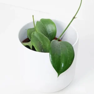 Live Hoya Quinquenervia Plant – Wax Vine – Sweet Fragrant Yellow Flowers – 5-8 Inch Tall Houseplant - Image 8