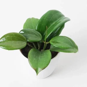 Live Hoya Quinquenervia Plant – Wax Vine – Sweet Fragrant Yellow Flowers – 5-8 Inch Tall Houseplant - Image 9