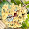Live Hoya Quinquenervia Plant – Wax Vine – Sweet Fragrant Yellow Flowers – 5-8 Inch Tall Houseplant - Image 1