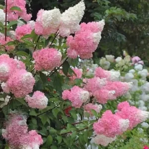 Live Hydrangea Plant - Pink & White Flowers, 5-7 Inch Tall, Well-Rooted - Image 4