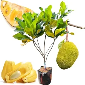 Live Jackfruit Tree Plant, 8-14