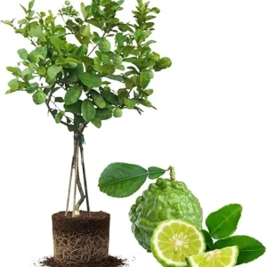 Live Lime Tree Plant - 3 Ft Tall Citrus Fruit Tree in 5 Gallon Pot - Image 6