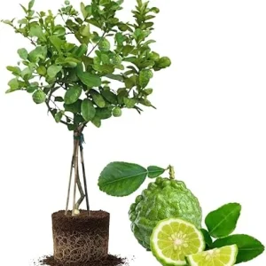 Live Lime Tree Plant - 3 Ft Tall Citrus Fruit Tree in 5 Gallon Pot - Image 7