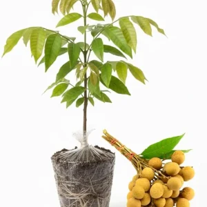 Live Longan Tree Plant - Sweet Tropical Fruit Tree Starter, 5-8 Inch Tall - Image 4