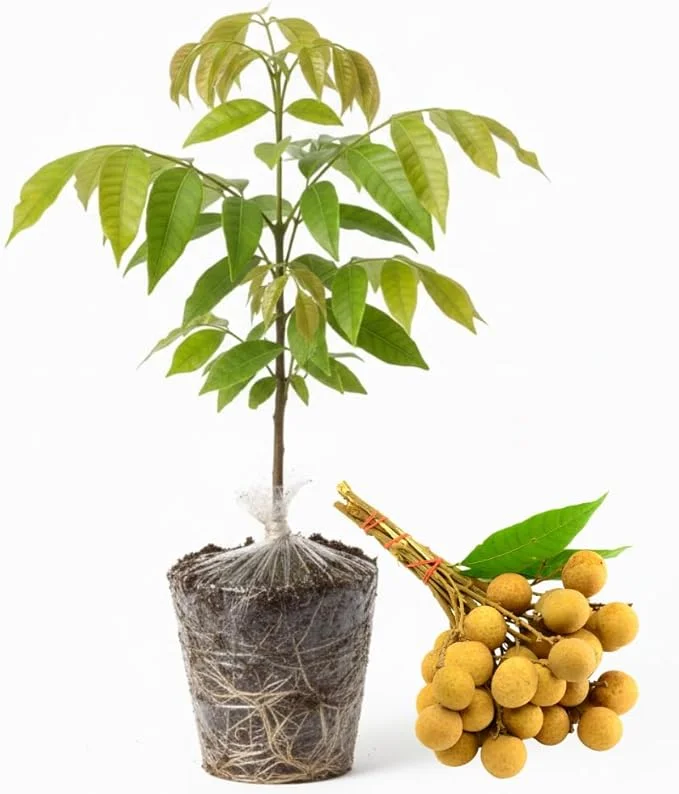 Live Longan Tree Plant - Sweet Tropical Fruit Tree Starter, 5-8 Inch Tall - Image 4