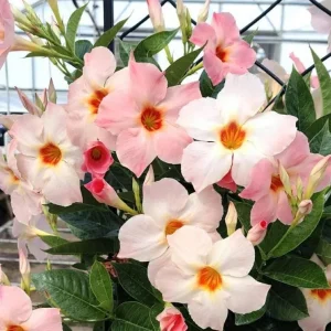 Live Mandevilla Vine Plant - Peach Tropical Flowering, 5-9 Inch Tall - Image 2