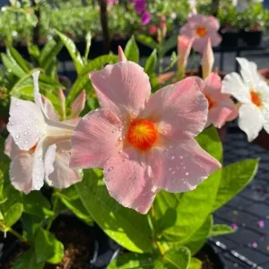 Live Mandevilla Vine Plant - Peach Tropical Flowering, 5-9 Inch Tall - Image 3