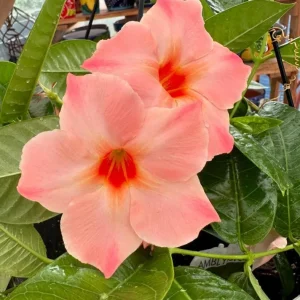 Live Mandevilla Vine Plant - Peach Tropical Flowering, 5-9 Inch Tall - Image 4