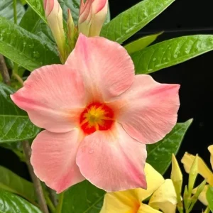 Live Mandevilla Vine Plant - Peach Tropical Flowering, 5-9 Inch Tall - Image 5