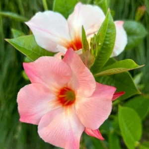 Live Mandevilla Vine Plant - Peach Tropical Flowering, 5-9 Inch Tall - Image 6