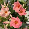 Live Mandevilla Vine Plant - Peach Tropical Flowering, 5-9 Inch Tall - Image 1