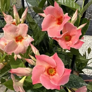 Live Mandevilla Vine Plant - Peach Tropical Flowering, 5-9 Inch Tall - Image 1