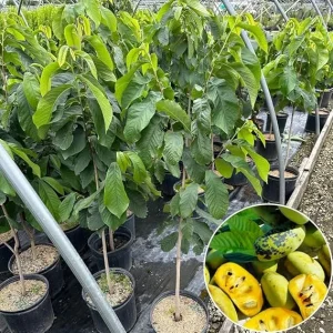 Live Pawpaw Tree 2.5 ft Tall - Cold-Hardy Fruit Plant for Outdoor Planting - Image 2