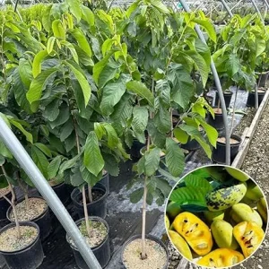 Live Pawpaw Tree 2.5 ft Tall - Cold-Hardy Fruit Plant for Outdoor Planting - Image 3