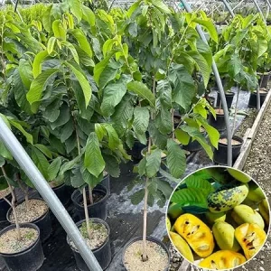 Live Pawpaw Tree 2.5 ft Tall - Cold-Hardy Fruit Plant for Outdoor Planting - Image 5