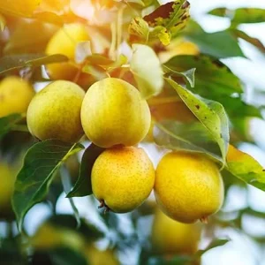 Live Pear Tree 10 Inch Tall - Cold Hardy Fruit Tree for Home Orchard, USDA Zones 4-8 - Image 3