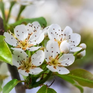 Live Pear Tree 10 Inch Tall, Cold Hardy Pear Fruit Tree for Yard, Garden and Home Orchard Growing - Image 2