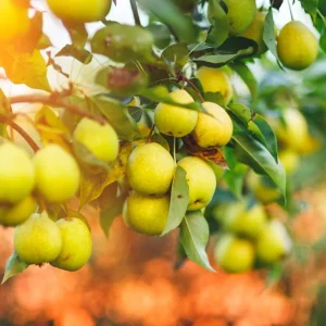 Live Pear Tree 10 Inch Tall, Cold Hardy Pear Fruit Tree for Yard, Garden and Home Orchard Growing - Image 3