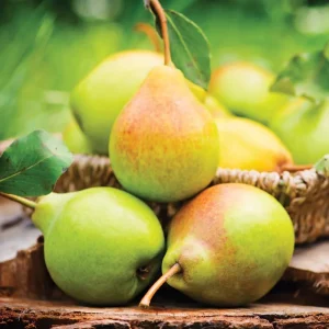 Live Pear Tree 10 Inch Tall, Cold Hardy Pear Fruit Tree for Yard, Garden and Home Orchard Growing - Image 5