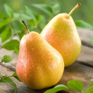 Live Pear Tree 10 Inch Tall, Cold Hardy Pear Fruit Tree for Yard, Garden and Home Orchard Growing - Image 6