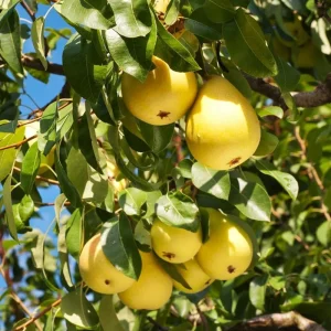 Live Pear Tree 10 Inch Tall, Cold Hardy Pear Fruit Tree for Yard, Garden and Home Orchard Growing - Image 8