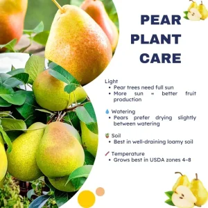 Live Pear Tree - 10 Inches Tall Hardy Fruit Tree for Outdoor Planting - Image 4