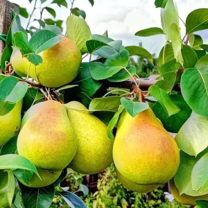 Live Pear Tree - 10 Inches Tall Hardy Fruit Tree for Outdoor Planting - Image 6