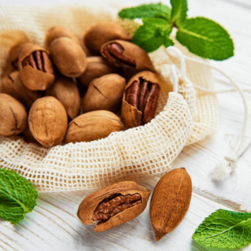 Live Pecan Tree 2-3 Ft Tall - Cold Hardy Nut Tree for Garden & Orchard - Image 2