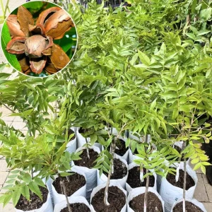 Live Pecan Tree 2-3 Ft Tall - Cold Hardy Nut Tree for Garden & Orchard - Image 1