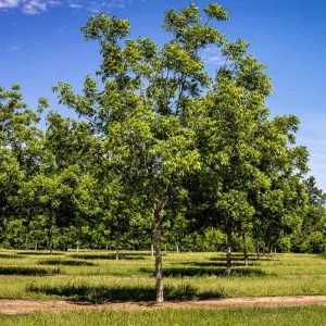 Live Pecan Tree 2-3 Ft Tall - Cold Hardy Nut Tree for Garden & Orchard - Image 5
