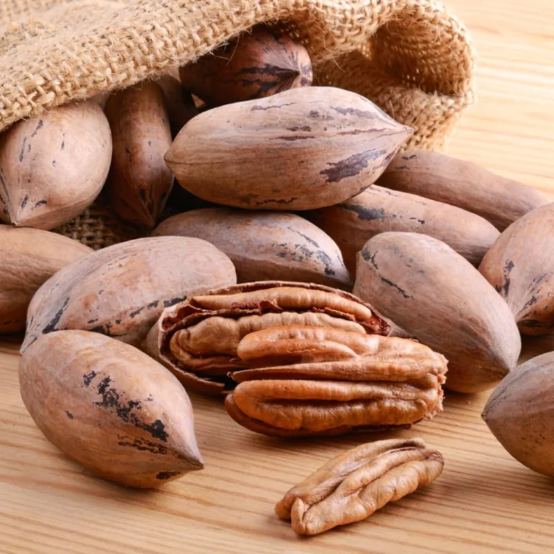 Live Pecan Tree 2-3 Ft Tall - Cold Hardy Nut Tree for Garden & Orchard - Image 9