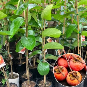 Live Persimmon Tree - 1 Ft Tall Hardy Fruit Tree for Outdoor Planting - Image 4