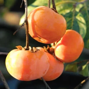 Live Persimmon Tree - 1 Ft Tall Hardy Fruit Tree for Outdoor Planting - Image 5
