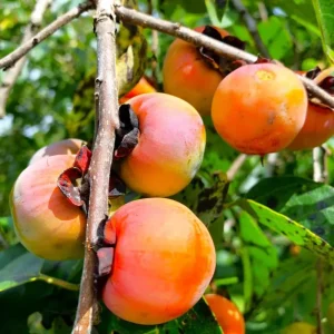 Live Persimmon Tree - 1 Ft Tall Hardy Fruit Tree for Outdoor Planting - Image 7